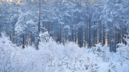 Atmospheric landscape of snow-covered evergreen forest at sunset. Pure sunlight. Mighty pine, fir,...