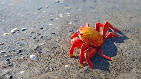 Colorful red toy crab on a sandy beach, close-up. Baltic sea, Latvia. Childhood, educational toys, science, biology conceptsの写真素材