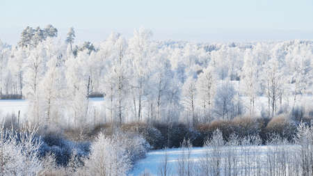 Panoramic aerial view of snow-covered forest hills on a clear day. Trees in a hoarfrost. Natural...