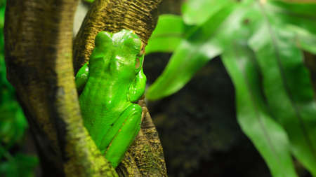 Australian green tree frog Litoria caerulea in a natural environment resting on a treeの写真素材