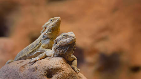 Central Bearded Dragon Pogona vitticep. Pair of lizards sitting on a dry rock in a desert environmentの写真素材
