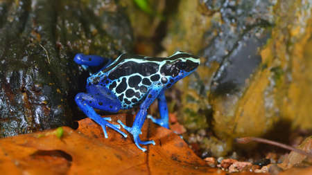Blue dart frog Dendrobates tinctorius in terrarium. Colorful bright tropical frog.の写真素材
