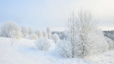 Panoramic aerial view of snow-covered forest hills on a clear day. Trees in a hoarfrost. Natural...