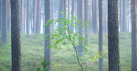 Picturesque panoramic scenery of the evergreen forest in a fog at sunrise. Pine and fir trees, fern,...