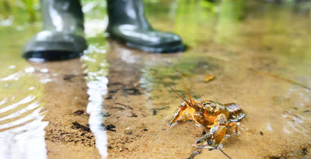 American spiny-cheek crayfish (Orconectes limosus) invasive to Europe in a forest river, close-up....
