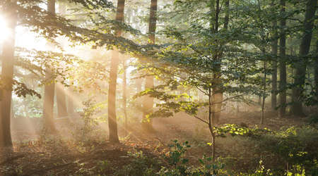 Panoramic view of the majestic green deciduous forest in a morning fog. Ancient tree silhouettes...