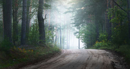 Pathway through the evergreen forest in a mysterious morning fog, natural tunnel of the fir and pine trees. Idyllic autumn scene. Pure nature, ecology, seasons. Dark atmospheric landscape. Panoramaの写真素材