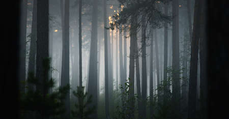 Evergreen forest in a mysterious morning fog, natural wall of the fir and pine trees. Idyllic autumn scene. Pure nature, ecology, seasons. Dark atmospheric landscape. Panoramic viewの写真素材