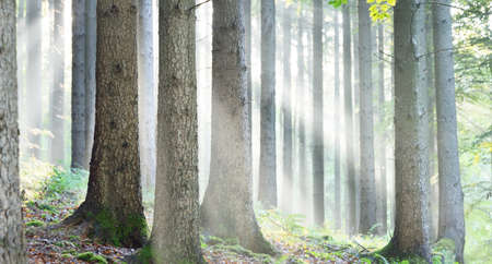 Panoramic view of the majestic green deciduous and pine forest in a morning fog. Tree silhouettes....