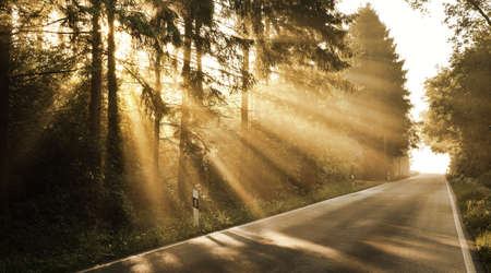 Asphalt road in a majestic green deciduous forest in a morning fog. Tree silhouettes close-up. Atmospheric dreamlike summer landscape. Sun rays, soft light. Pure nature, ecology, fantasy, fairytaleの写真素材