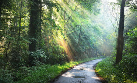 Country road in a majestic green deciduous forest in a morning fog. Tree silhouettes close-up....