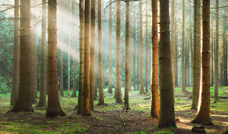 Panoramic view of the majestic green deciduous and pine trees in a morning fog. Forest floor of...