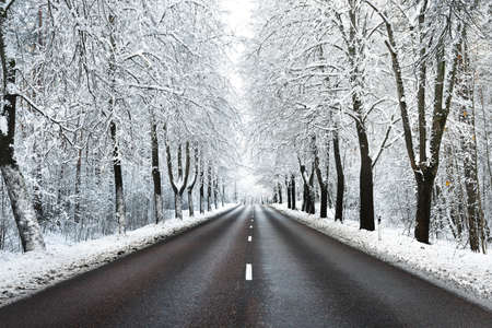 Snow-covered empty highway (new asphalt road) after cleaning. Alley of deciduous trees in a hoarfrost. Winter wonderland in Riga, Latvia. Christmas vacations, travel destinations, dangerous drivingの写真素材