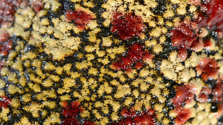 black-spotted casque-headed tree frog Trachycephalus nigromaculatus skin close-up