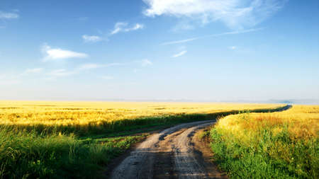a field at the sunrise in summer