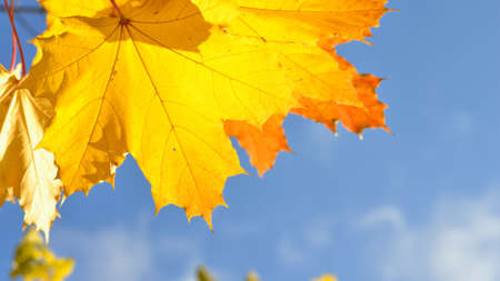 Autumn leaves close-up