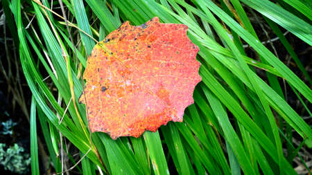 red leaf on the grass close-up