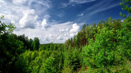 forest on the hills in Latvia. Wide view.