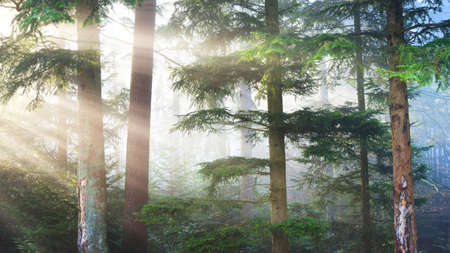 Mysterious evergreen forest in a fog. Mighty pine trees, moss, green plants in a blue light. France,...