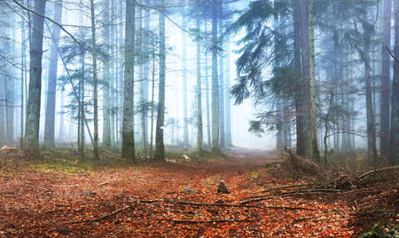 Dirt road (pathway) through mysterious evergreen forest in a fog. Mighty pine trees, moss, plants in...