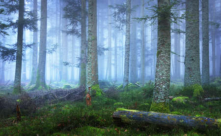 Mysterious evergreen forest in a fog. Mighty pine trees, moss, green plants in a blue light. France,...