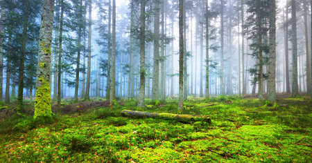 Mysterious evergreen forest in a fog. Mighty pine trees, moss, green plants in a blue light. France, Europe. Dark atmospheric autumn landscape. Ecotourism, ecology, seasons, nature. Fantasy, magicの写真素材