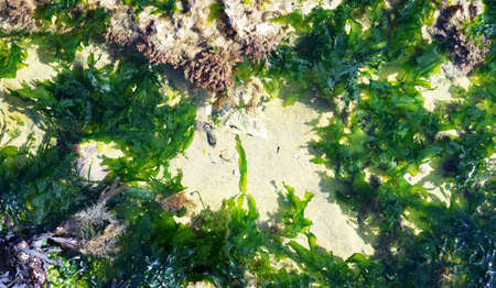 Ocean shore ecosystem with green algae, rocks and sand during low tide in Normandy, France....