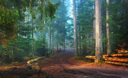 Mysterious evergreen forest in a fog. Mighty pine trees, moss, plants. Tree logs (firewood)...