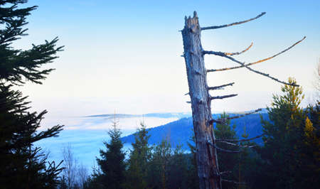 Picturesque panoramic aerial view of the evergreen forest hills in a clouds of fog at sunset. Clear...
