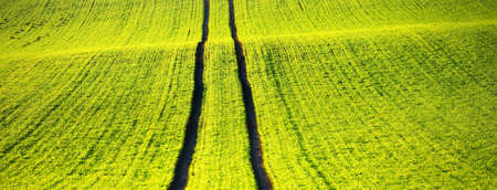 Green plowed agricultural field with tractor tracks at sunset, close-up. Golden sunlight, fog, haze....