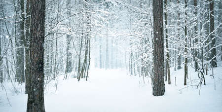 A pathway through the snow-covered pine tree forest in a blizzard. Mighty evergreen trees close-up....