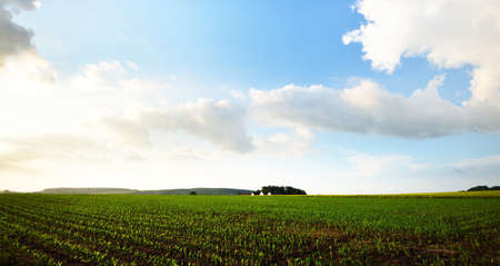 Fresh lush green meadow. Summer evening, dramatic sunset sky with glowing clouds. Environmental...
