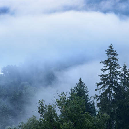Gauja river valley and pine forest in a clouds of thick mysterious morning fog at sunrise. Sigulda,...
