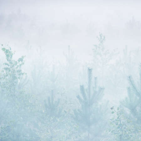 Evergreen forest in a white fog at sunset. Picturesque panoramic scenery. Atmospheric landscape....