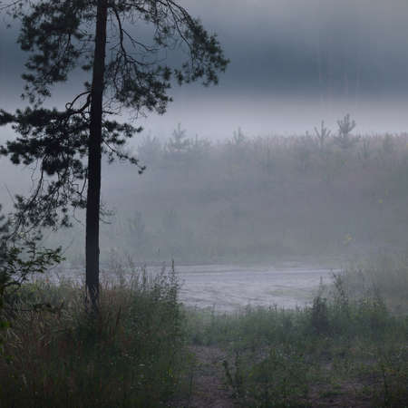 Evergreen forest in a morning fog. Picturesque panoramic scenery. Atmospheric landscape. Pure nature, ecology, environmental conservation, eco tourism. Fairytale, silence, lonelinessの写真素材