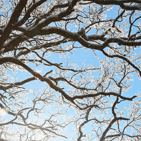 White snow and rime covering black oak tree branches against bright blue sky and sun after a blizzard. Winter wonderland. Nature, climate change, seasons, christmas, graphic resourcesの写真素材