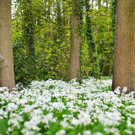 Green forest with blooming wild garlic (Allium ursinum). Stochemhoeve, Leiden, the Netherlands....