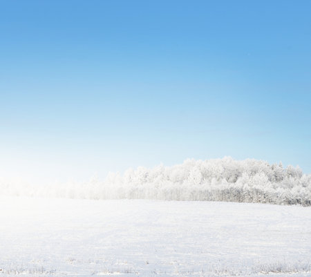 Trees on the snow-covered forest hill at sunset. Clear blue sky. Winter wonderland. Seasons, nature, environment, ecology, climate change. Copy space, graphic resourcesの写真素材