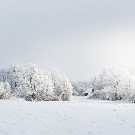 Trees on the snow-covered forest hill. Remote village. Cloudy blue sky. Winter wonderland. Seasons, nature, environment, ecology, climate change. Copy space, graphic resourcesの写真素材