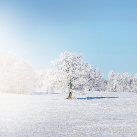 Lonely mighty tree on the snow-covered forest hill at sunset. Clear blue sky. Winter wonderland. Seasons, nature, environment, ecology, climate change. Copy space, graphic resourcesの写真素材