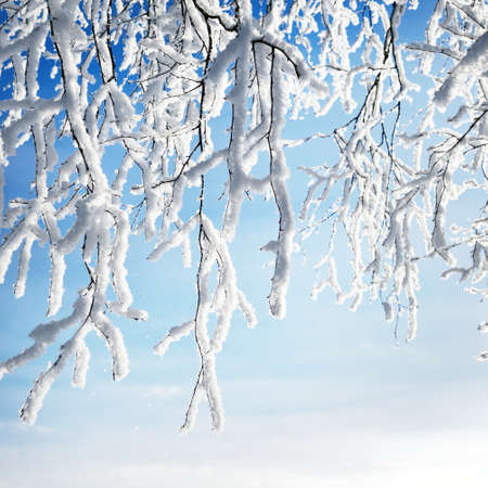 Close-up view of the tree branch in hoarfrost and snow after a blizzard. Clear blue sky. Winter...