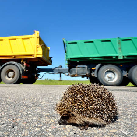 Wild Hedgehog crossing the highway, close-up. Truck in the background. Nature, industry, transportation, environmental damage, wildlife. Concept landscapeの写真素材