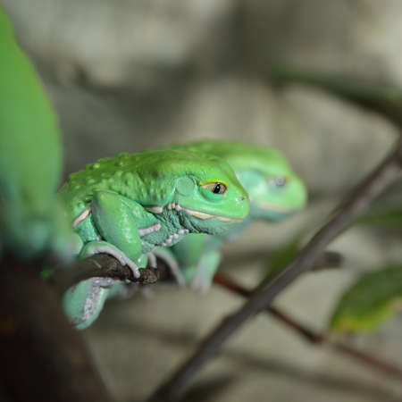 Waxy monkey leaf frog (Phyllomedusa sauvagii) in natural rainforest environment on a branch....
