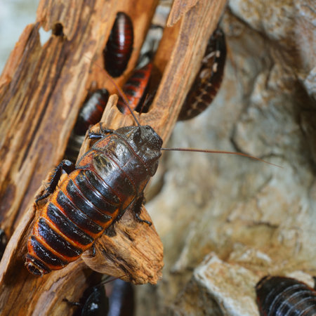 Black giant madagascar hissing cockroach group in natural environment. Princisia vanwaerebeki....