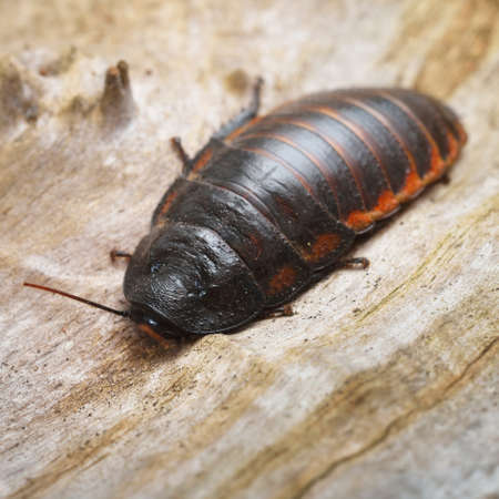 Black giant madagascar hissing cockroach in natural environment. Princisia vanwaerebeki. Wildlife,...