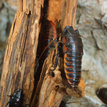 Black giant madagascar hissing cockroach group in natural environment. Princisia vanwaerebeki. Biology, zoology, science, zoo laboratory, environmental conservationの写真素材
