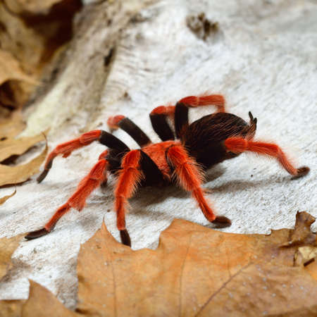 Birdeater tarantula spider Brachypelma boehmei in natural forest environment. Bright red colorful giant arachnid. Wildlife, biology, zoology, arachnology, science, education, zoo laboratoryの写真素材