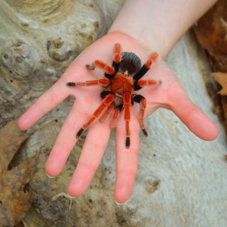 Birdeater tarantula spider Brachypelma boehmei held in hand in natural forest environment. Bright red colorful giant arachnid. Wildlife, biology, zoology, arachnology, science, education, zooの写真素材