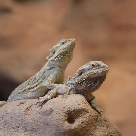 Central Bearded Dragon Pogona vitticep. Pair of lizards sitting on a dry rock, desert environment. Environmental protection concept. Wildlife, biology, zoology, graphic resource, science, educationの写真素材