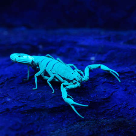 Bright blue scorpion Centruroides gracilis glowing under UV light over purple background. Biology, zoology, carcinology, science, zoo laboratory, environmental conservationの写真素材